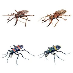 The Diversity of Life on Earth Sabertooth Longhorn Beetle And Tiger Beetle Set