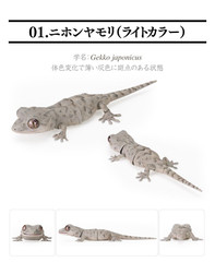 Creature Encyclopedia Japanese Gecko & Bearded Dragon Set of 5 Bandai Gashapon