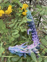 3D Printed Long Articulated Dragon Triple Silk Large 20 Inches 3 Color Shifting
