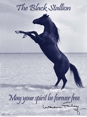 Black Stallion Bucephalus – Exclusive, Collectible, Classic – Bronze