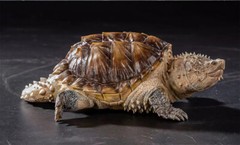 Bowuzhi Chelydra Serpentina Figure Tortues Animal Reptiles Turtle Model Gift Toy
