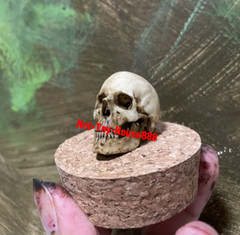 1/6 Scale Skull Model Kits Accessory for Action Figure Custom Scene Set-Up