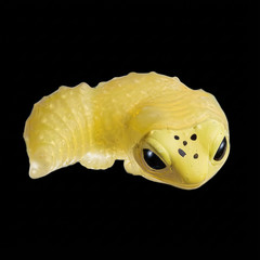 Yell Blind Box Gacha Cute Molting Lizard Figure 1 Random Japanese Capsule Toy