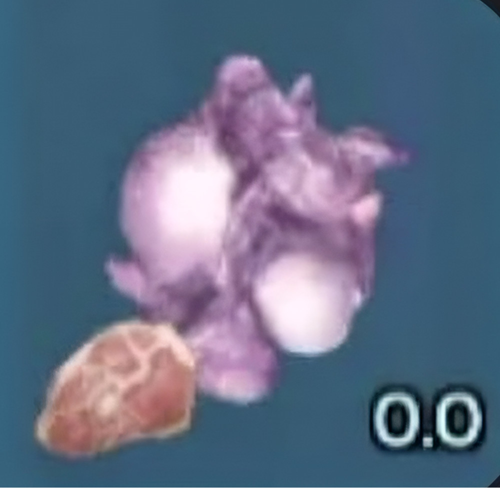 R Seeds Plant Proto Species Meat Seeds Ark Survival Ascended PVE