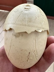 Vtg 80s Ideal MANGLOR Egg Only 1984