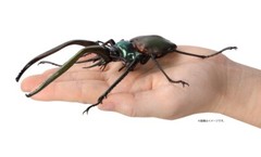 The Diversity of Life on Earth Stag Beetle 08 Action Figure Bandai Capsule Toy