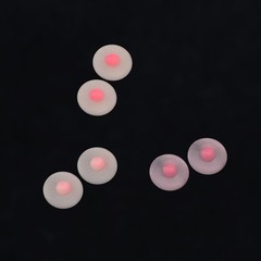 US 1/6 Nipple Shape Breast Chest Patches Props For 12″ Female PH TBL Figure Body
