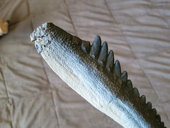 Big Jurassic World Toy Dino Lot Indominus T- Rex Mosasaurus Raptors Triceratops