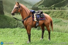 DID 1/6 Scale Brown-Red War Horse (Standing) for 12″ Figures E60082