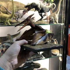 DINO DREAM 1/15 Pteranodon with Base Dinosaur Model GK Animal Figure Toys Gift