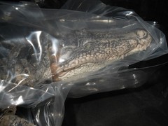 Living Creatures Great Encyclopedia Nile Crocodile (Light Color)