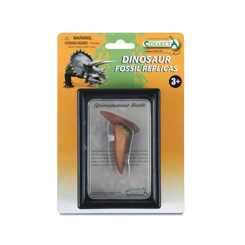CollectA Collectible Tooth of Spinosaurus Box Set for Ages 3 Years and Up