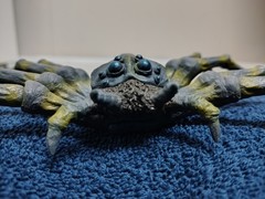 Y-MSF Kumonga Son Of Godzilla Soft Vinyl Figure 1967 YMSF RARE Blue Eyes 1.0