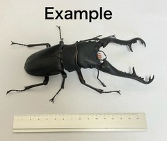 The Diversity of Life on Earth Giraffe Stag Beetle & Hexarthrius Mandibularis