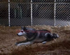 NECA 04905 Weird Variation Dog Accessory package 7 “Action Figure In Stock NEW