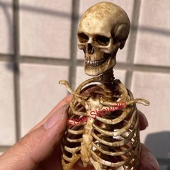 1/6 Scale Human Beings Skeleton Resin Model for 12″ Action Figure Accessory Toys