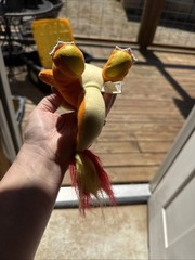 Pokemon Plush Lot Of 3 2 Have Tags, One Does Not, You Get All 3
