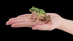Black-spotted Pond Frog Figure Set of 4 Bandai Creature Encyclopedia Capsule Toy