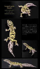 PSL The Diversity of Life on Earth Advance Selected Edition 02 Gecko Bandai