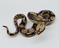 Durable Python Animal Figurine – Ideal Gift for Young Explorers & Halloween