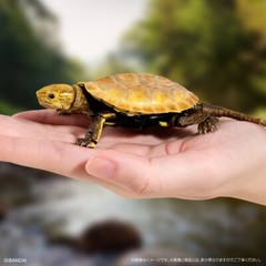 The Diversity of Life on Earth Advance Turtle 02 w/ Display Stand Bandai Online
