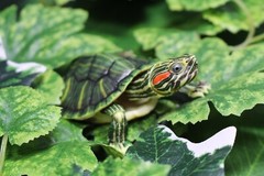 The Diversity of Life on Earth Advance Turtle 01 Figure Bandai Premium Gashapon