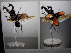 Living Creatures Encyclopedia Advance Stag Beetle 02 (All Online Version) (Elaph