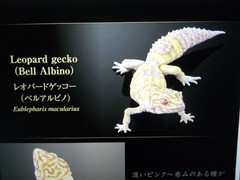 Living Creatures Great Encyclopedia Advance SELECTED EDITION 02 (New Color Armad