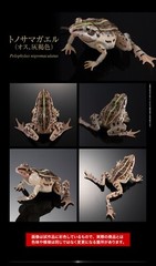 Black-spotted Pond Frog Figure Set of 4 Bandai Creature Encyclopedia Capsule Toy