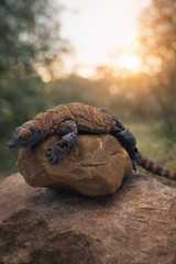 Articulated Komodo Dragon 3D Printed – 12” Reptile Toy Model – Realistic Eyes