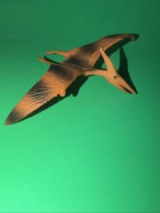 CollectA Realistic Animal Replica Pteranodon Figure for Ages 3 Years and Up
