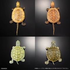 The Diversity of Life on Earth Advance Turtle 02 w/ Display Stand Bandai Online