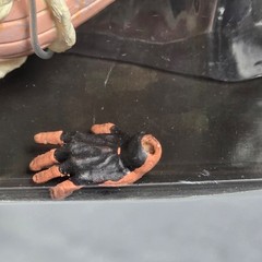 Conan the Barbarian War Paint Conan Action Figure 2008 Old Stock LOOSE HAND Part