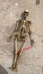 1/6 Scale Human Beings Skeleton Resin Model for 12″ Action Figure Accessory Toys