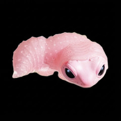 Yell Blind Box Gacha Cute Molting Lizard Figure 1 Random Japanese Capsule Toy