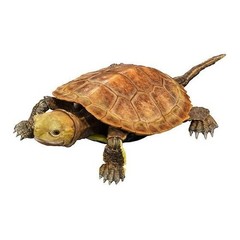 Bandai Diversity Of Life Gashapon Advance Turtle Mauremys Japonica Capsule Toy