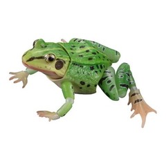 Black-spotted Pond Frog Figure Set of 4 Bandai Creature Encyclopedia Capsule Toy