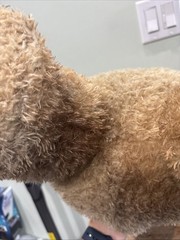 Ted Movie talking 24 in Plush 2012 Movie Explicit Talking Works *Read*