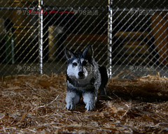 Neca 7″Scale The Thing Ultimate Dog Creature Action Figure In Stock