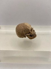 1/6 Scale Cannibal Skull ACI753 for 12 inch Figures ACI Toys