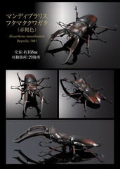 The Diversity of Life on Earth Giraffe Stag Beetle & Hexarthrius Mandibularis