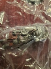 Elden Ring | Vargram the Raging Wolf Figure | New in bag