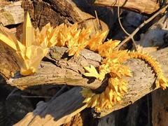 3D Printed Articulating Crystal Dragon – Mythical Fantasy Decor, Customizable,
