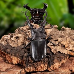 The Diversity of Life on Earth Giraffe Stag Beetle & Hexarthrius Mandibularis