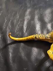 Jurassic World Velociraptor- 6.5 Inches Head To Tail