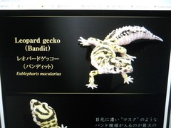 Living Creatures Great Encyclopedia Advance SELECTED EDITION 02 (New Color Armad