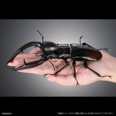 The Diversity of Life on Earth Giraffe Stag Beetle & Hexarthrius Mandibularis