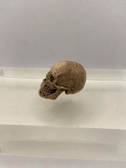 1/6 Scale Cannibal Skull ACI753 for 12 inch Figures ACI Toys