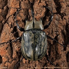 The Diversity of Life on Earth Advance Beetle 04 w/ stands Online version Bandai