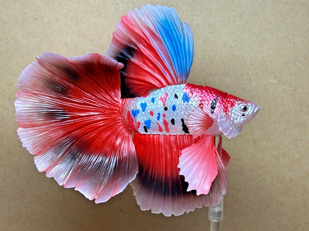 Bandai Capsule Toy Creatures Advanced Encyclopedia Betta (Full Moon Carp Betta)